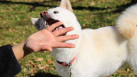 海外の場合は要注意!犬に咬まれた時にすべきこととはのアイキャッチ画像