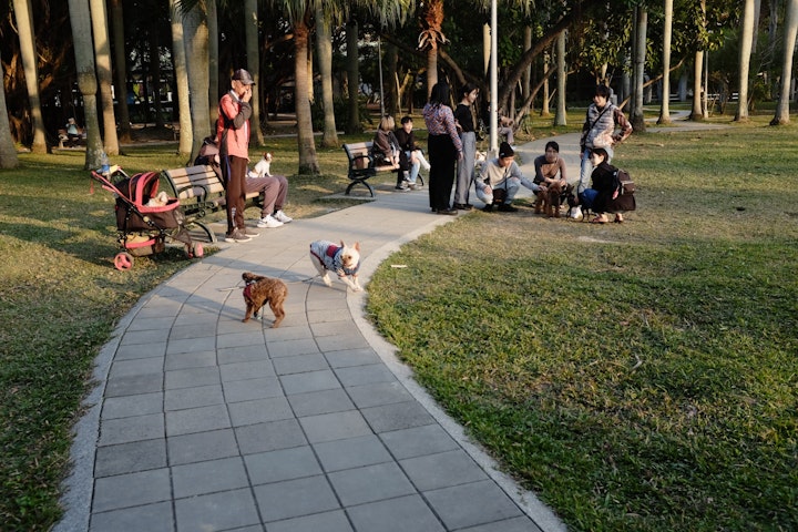 犬,狂犬病,咬傷事故,甘噛み,ワクチン,感染症