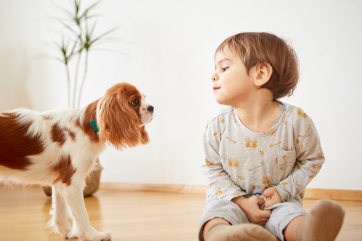 犬,狂犬病,咬傷事故,甘噛み,ワクチン,感染症