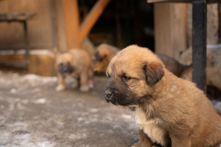 犬,狂犬病,咬傷事故,甘噛み,ワクチン,感染症