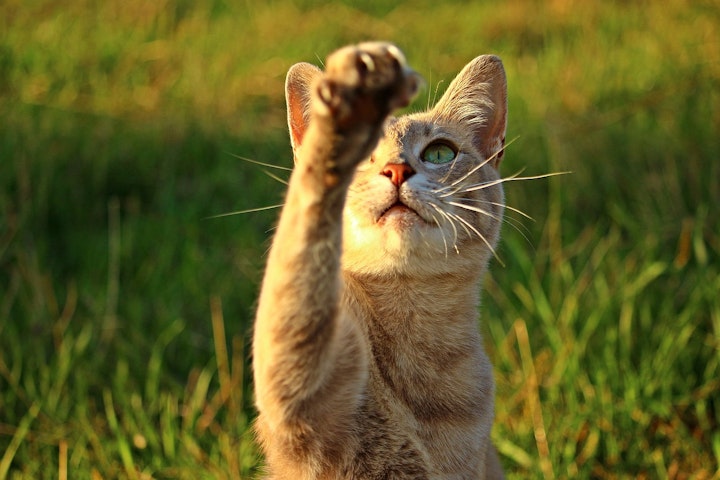 招き猫,招き猫スポット,猫,縁起物,豪徳寺,起源,開運