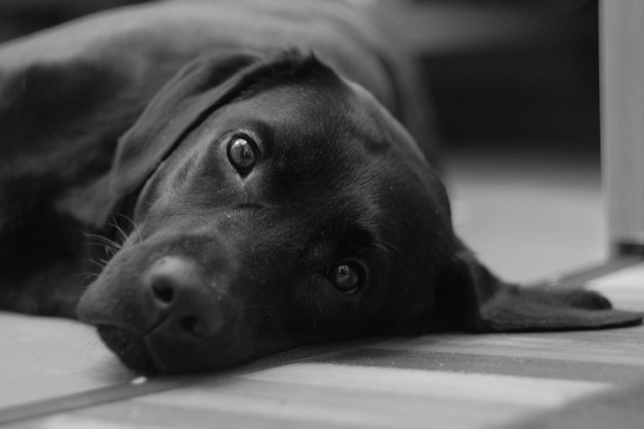 黒毛差別をなくそう！ブラックドッグ・シンドロームと素敵な黒犬たち