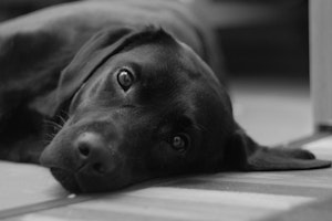 National Black Dog Day,ナショナル・ブラック・ドッグ・デー,ブラックドッグ・シンドローム,毛色,犬,黒犬,黒犬の日