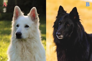 クイズ,写真,犬,犬種,画像,ホワイト・スイス・シェパード・ドッグ,ベルジアン・シェパード・ドッグ・グローネンダール