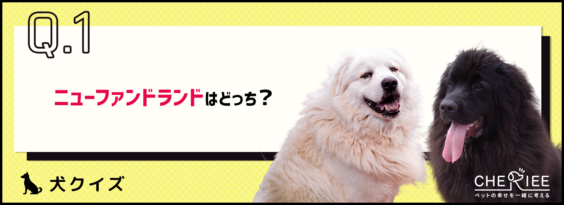 【画像クイズ】見分けがつきますか？外見が似ている犬たち⑦