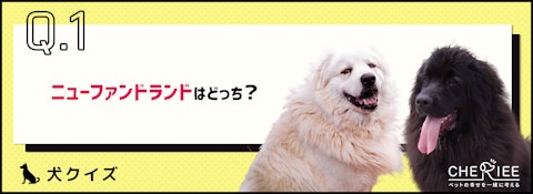 【画像クイズ】見分けがつきますか？外見が似ている犬たち⑦のアイキャッチ画像