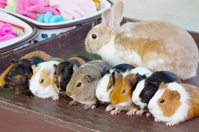 似ているようで全然違う!うさぎとモルモットを比較してみたのアイキャッチ画像