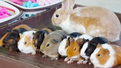 どうぶつカテゴリ第5位