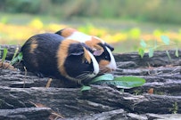 記事カテゴリ第5位