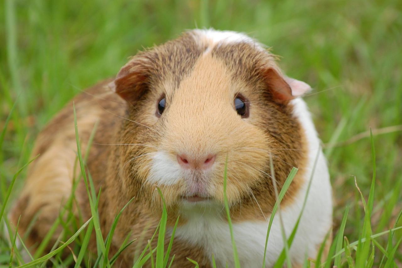 学び？それとも禁忌！？学校飼育のモルモットのホスティングとは