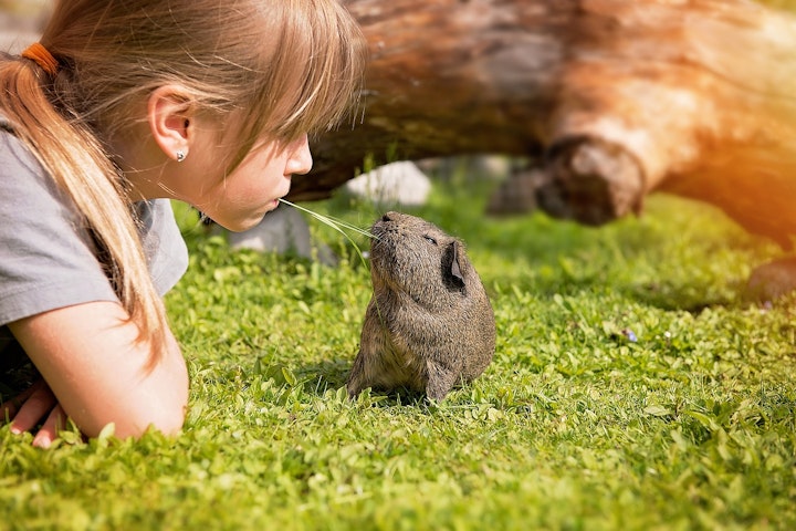 ホスティング,モルモット,子供,学び,学校,学校飼育動物,教育,獣医師