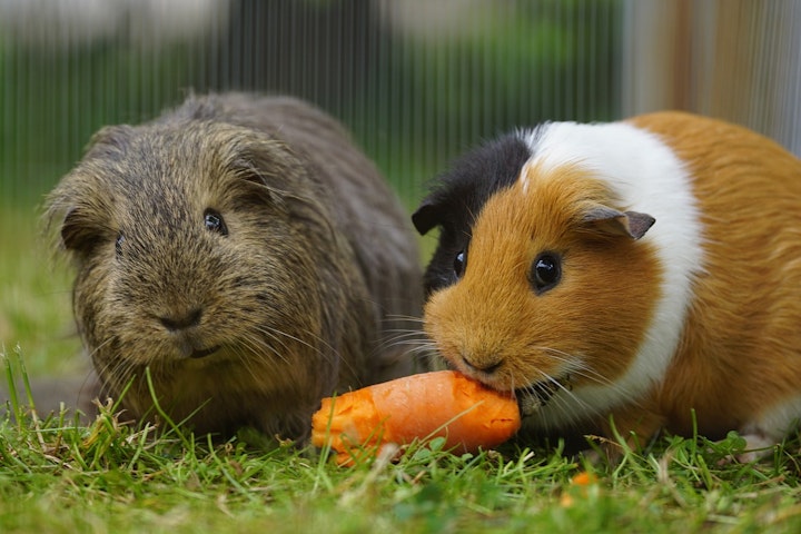 ホスティング,モルモット,子供,学び,学校,学校飼育動物,教育,獣医師