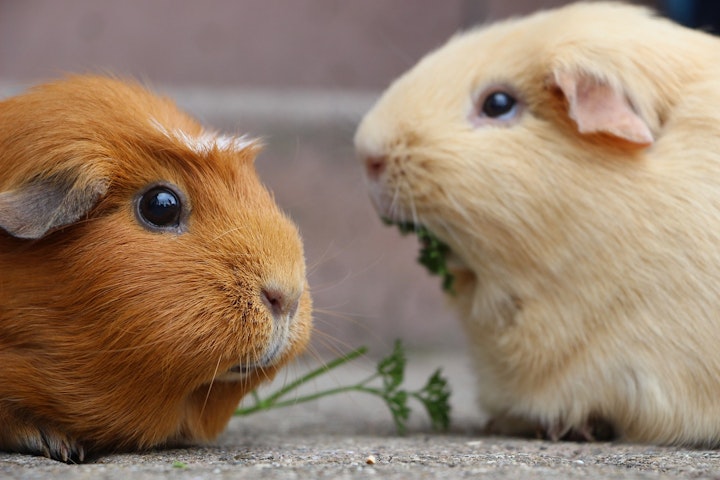 ホスティング,モルモット,子供,学び,学校,学校飼育動物,教育,獣医師