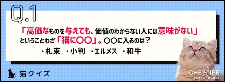 【クイズ】猫のことわざ穴埋めクイズ！のアイキャッチ画像