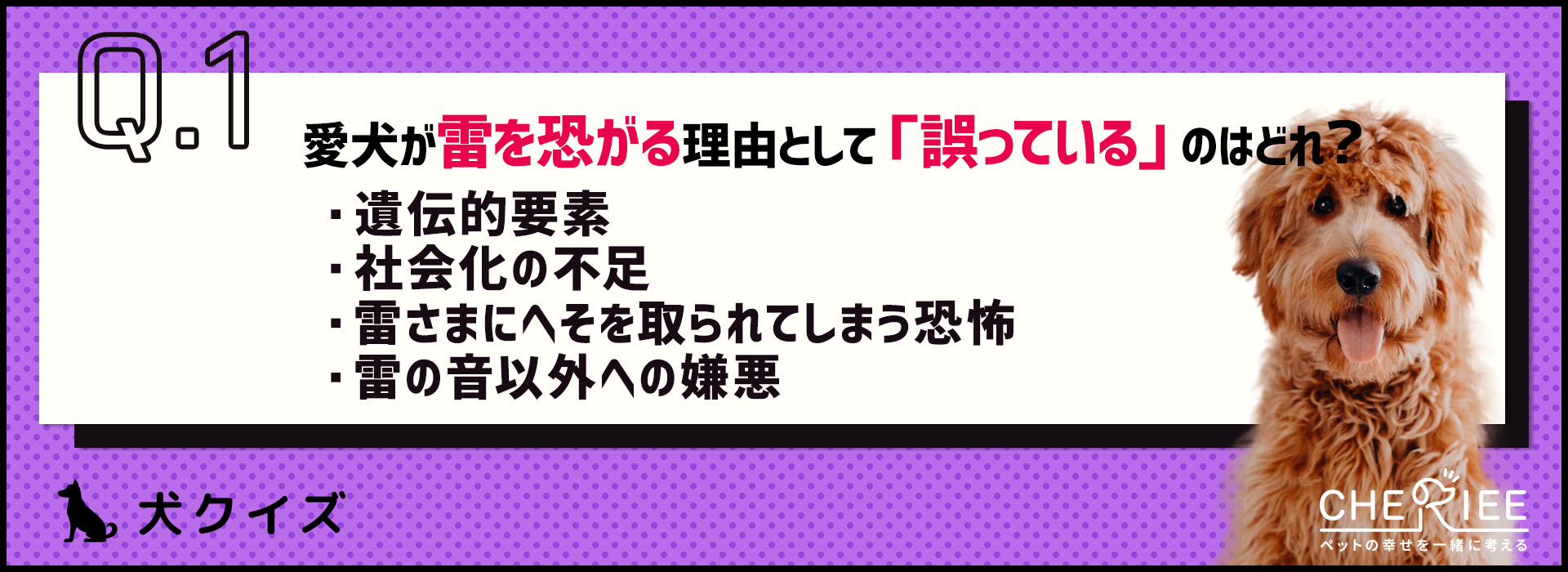 【クイズ】愛犬は平気？雷対策クイズ
