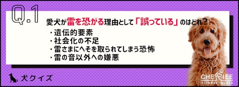 【クイズ】愛犬は平気？雷対策クイズのアイキャッチ画像