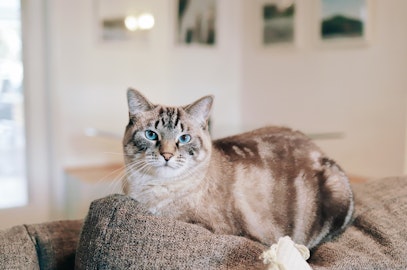 猫の「3ない運動」で不幸な猫を減らそう！飼う前に考えたい3つのことのアイキャッチ画像