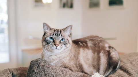 猫の「3ない運動」で不幸な猫を減らそう!飼う前に考えたい3つのことのアイキャッチ画像