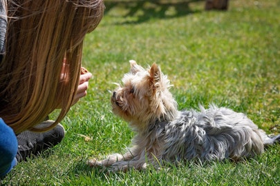 【初心者必見】これだけは愛犬に教えておきたい3つのコマンドのアイキャッチ画像