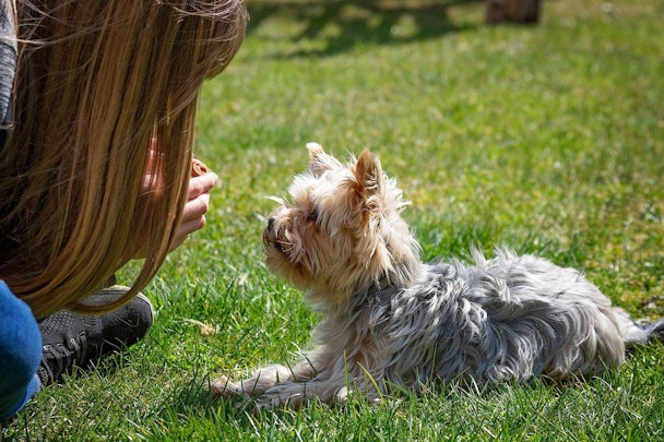 【初心者必見】これだけは愛犬に教えておきたい3つのコマンドのアイキャッチ画像