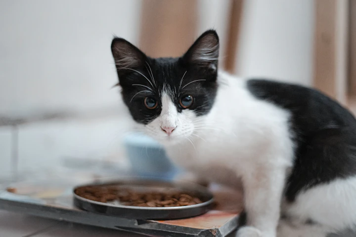 猫が好む食器とは？選ぶコツや好みを探る方法を解説 - CHERIEE あにまるマガジン