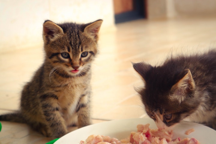 猫,キャットフード,食器,食欲