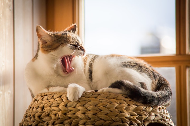 猫,キャットフード,食器,食欲