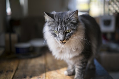 猫が暴れて困る!攻撃的になる原因や対応方法を解説のアイキャッチ画像