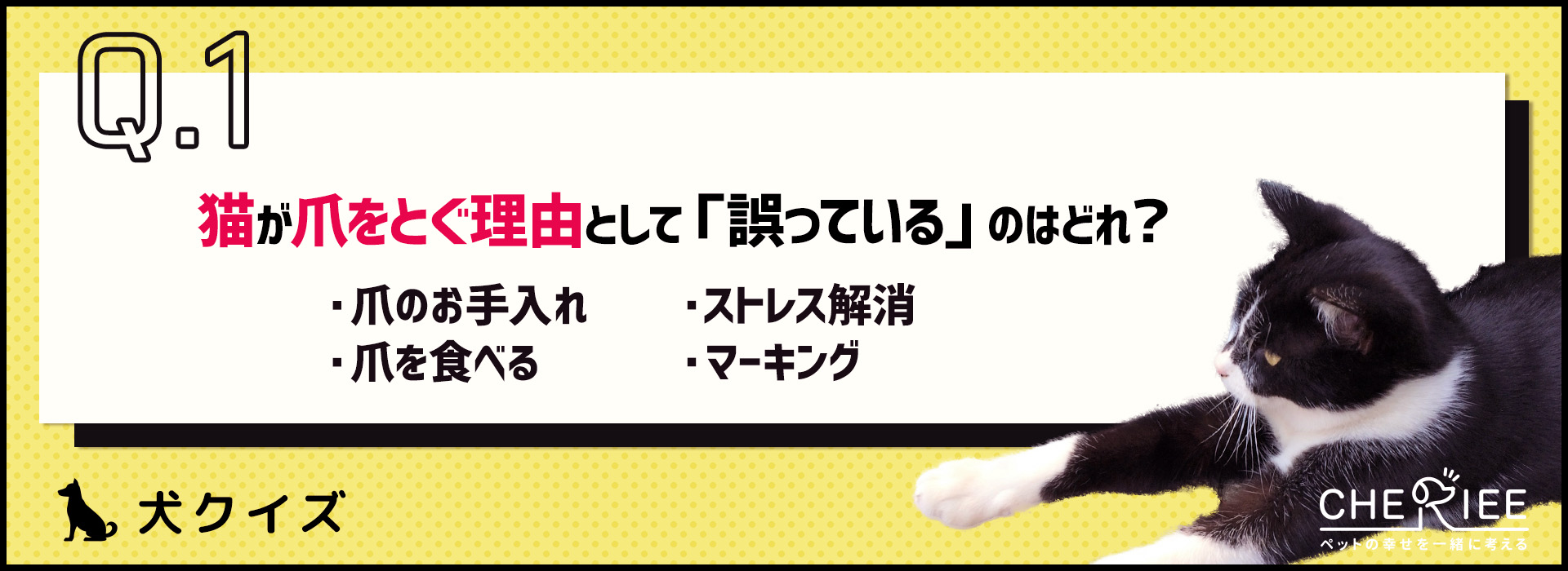 【クイズ】家具や壁をボロボロにされないために必要な猫の爪とぎ