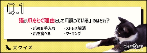 【クイズ】家具や壁をボロボロにされないために必要な猫の爪とぎのアイキャッチ画像