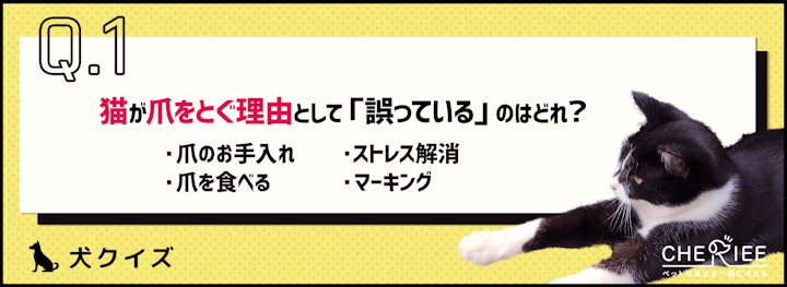 【クイズ】家具や壁をボロボロにされないために必要な猫の爪とぎのアイキャッチ画像