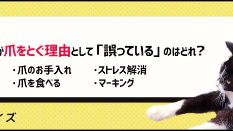 【クイズ】家具や壁をボロボロにされないために必要な猫の爪とぎのアイキャッチ画像