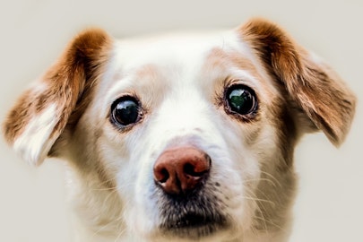 【犬の雑学】犬と〇〇すると幸せになる！？犬の目に関する6つの雑学のアイキャッチ画像