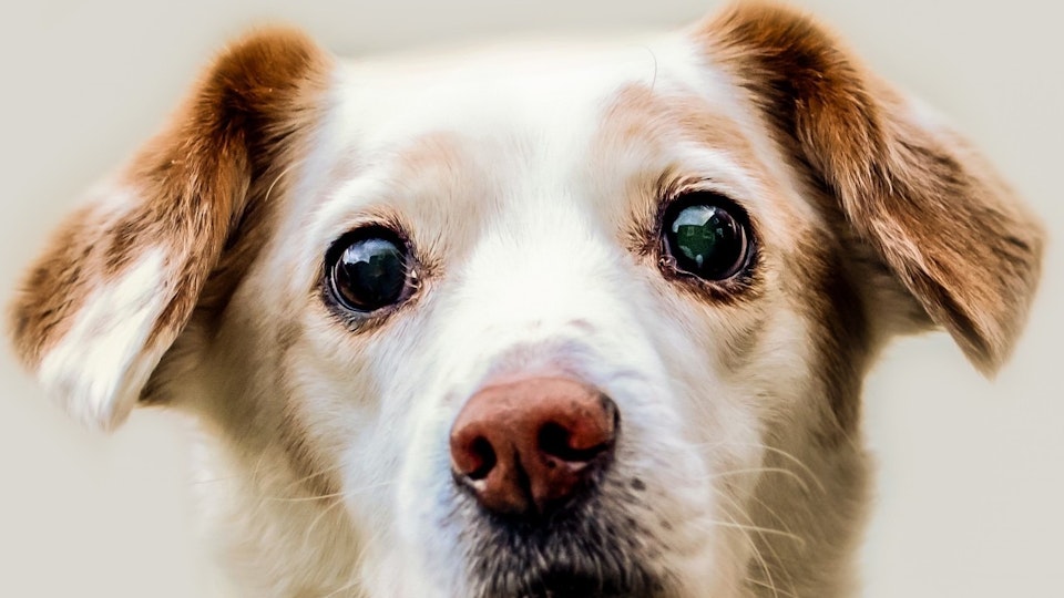 【犬の雑学】犬と〇〇すると幸せになる!?犬の目に関する6つの雑学