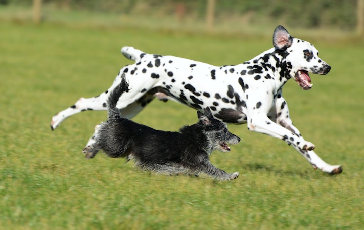 犬図鑑,犬種,ダルメシアン,歴史,特徴,シングルコート,先天性,社会化,ハンドシグナル,トレーニング