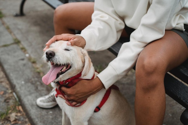 あの偉人も犬を溺愛していた！愛犬家だった4人の歴史上の人物のアイキャッチ画像