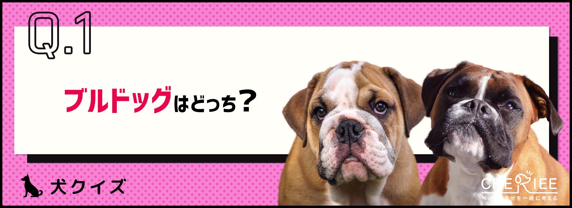 【画像クイズ】見分けがつきますか？外見が似ている犬たち⑧