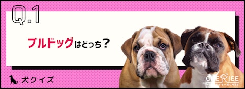【画像クイズ】見分けがつきますか?外見が似ている犬たち⑧のアイキャッチ画像