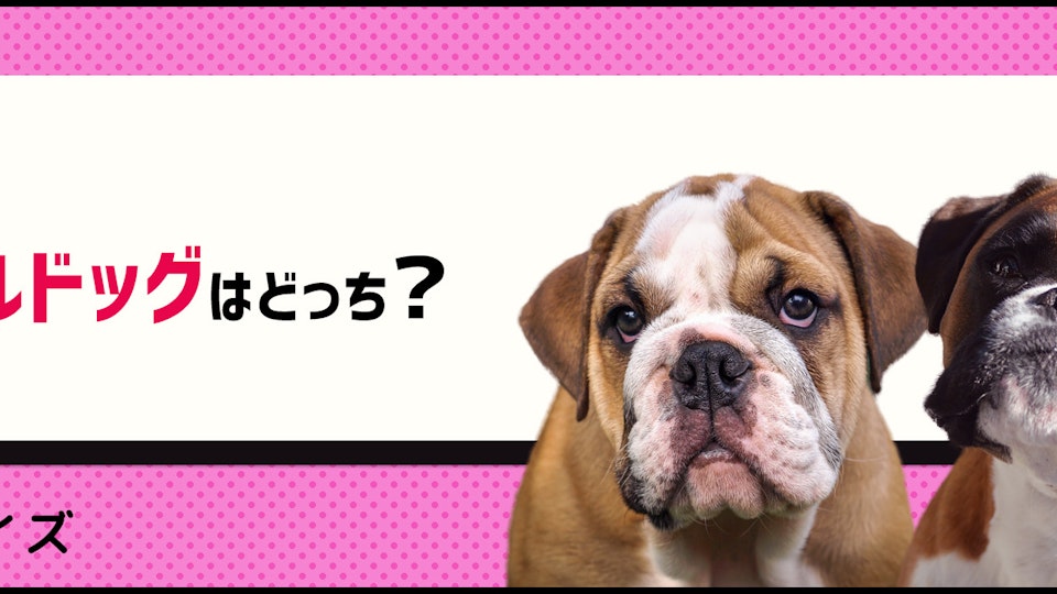 【画像クイズ】見分けがつきますか?外見が似ている犬たち⑧