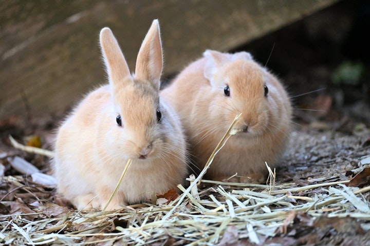 チモシーってこんなに種類がある！ペットの好みを探してあげよう - CHERIEE あにまるマガジン