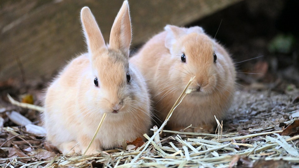 チモシーってこんなに種類がある!ペットの好みを探してあげよう