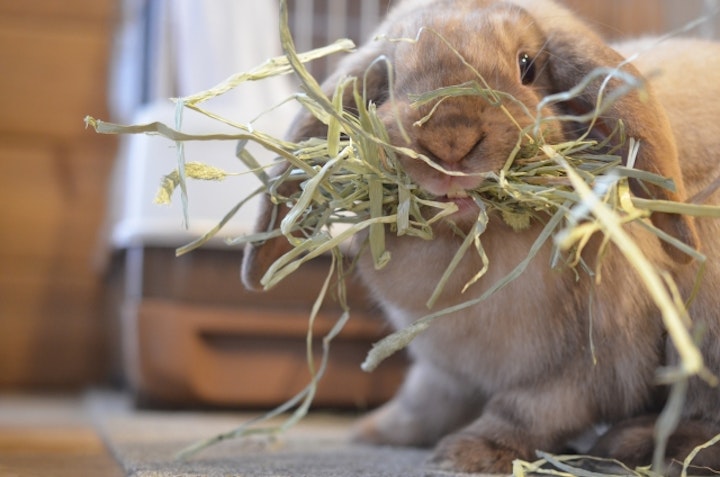 チモシー,牧草,うさぎ,モルモット,小動物,不正咬合,栄養,肥満