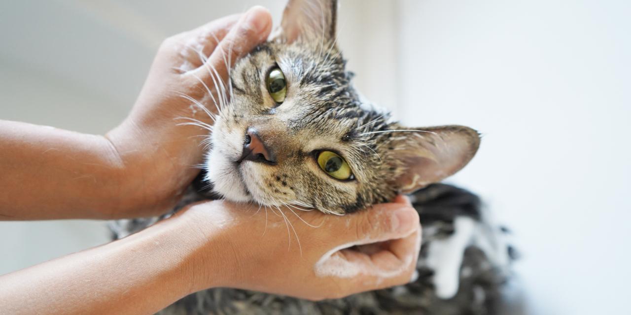 猫のシャンプーはどうすればいい？必要性や負担をかけない方法を解説