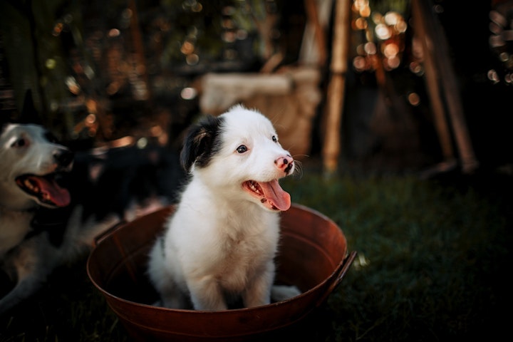 子犬,パピー,虐待,マルトリートメント,愛着