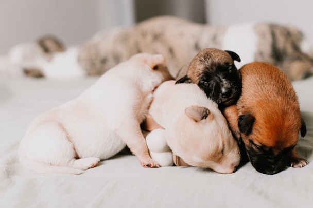 無意識にやってしまってるかも？子犬のマルトリートメントとはのアイキャッチ画像