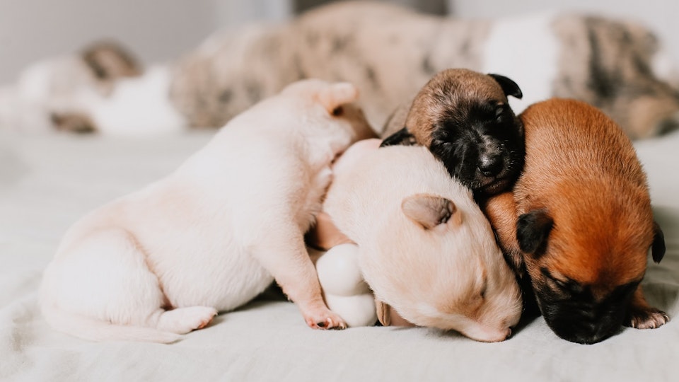 無意識にやってしまってるかも?子犬のマルトリートメントとは