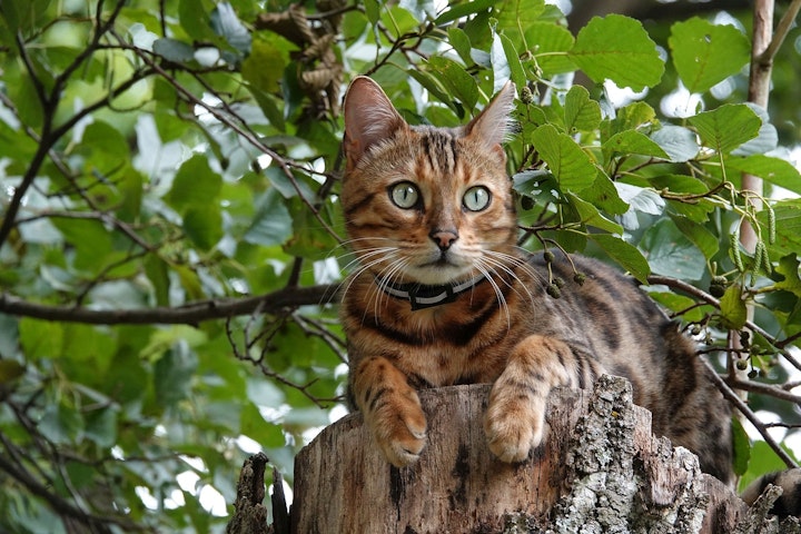 ランキング,人気,猫,猫の健康,猫種,猫種紹介,飼い方,ベンガル