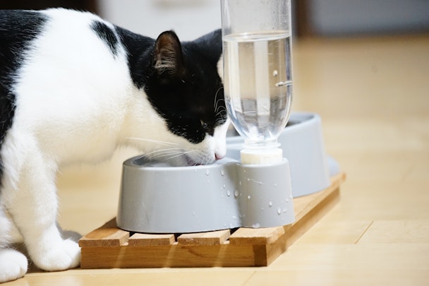 猫はどんな水飲み器が好き？好みを探ってお水を飲ませよう！のアイキャッチ画像