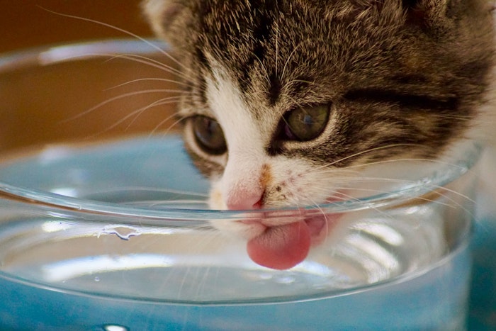 猫,水飲み,水分補給,ヒゲ,自動給水器,水道水