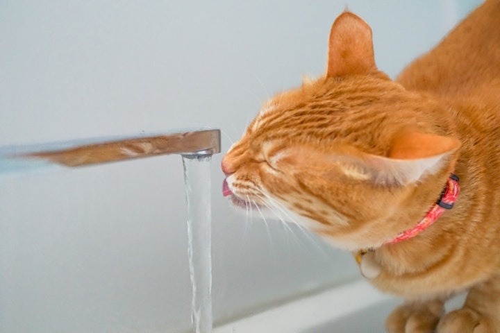 猫,水飲み,水分補給,ヒゲ,自動給水器,水道水